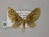  (Tympanota AH01Ph - BC ZSM Lep 55265)  @11 [ ] CreativeCommons - Attribution Non-Commercial Share-Alike (2011) Axel Hausmann/Bavarian State Collection of Zoology (ZSM) SNSB, Zoologische Staatssammlung Muenchen
