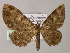  ( - BC ZSM Lep 55289)  @11 [ ] CreativeCommons - Attribution Non-Commercial Share-Alike (2011) Axel Hausmann/Bavarian State Collection of Zoology (ZSM) SNSB, Zoologische Staatssammlung Muenchen