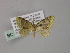  ( - BC ZSM Lep 55309)  @11 [ ] CreativeCommons - Attribution Non-Commercial Share-Alike (2011) Axel Hausmann/Bavarian State Collection of Zoology (ZSM) SNSB, Zoologische Staatssammlung Muenchen