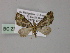  ( - BC ZSM Lep 55310)  @11 [ ] CreativeCommons - Attribution Non-Commercial Share-Alike (2011) Axel Hausmann/Bavarian State Collection of Zoology (ZSM) SNSB, Zoologische Staatssammlung Muenchen