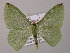  ( - BC ZSM Lep 57148)  @13 [ ] CreativeCommons - Attribution Non-Commercial Share-Alike (2011) Axel Hausmann/Bavarian State Collection of Zoology (ZSM) SNSB, Zoologische Staatssammlung Muenchen