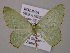  (Nemoria AH01Bo - BC ZSM Lep 57150)  @13 [ ] CreativeCommons - Attribution Non-Commercial Share-Alike (2011) Axel Hausmann/Bavarian State Collection of Zoology (ZSM) SNSB, Zoologische Staatssammlung Muenchen