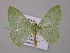  (Nemoria AH02Bo - BC ZSM Lep 57151)  @12 [ ] CreativeCommons - Attribution Non-Commercial Share-Alike (2011) Axel Hausmann/Bavarian State Collection of Zoology (ZSM) SNSB, Zoologische Staatssammlung Muenchen