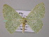  (Nemoria AH03Bo - BC ZSM Lep 57152)  @12 [ ] CreativeCommons - Attribution Non-Commercial Share-Alike (2011) Axel Hausmann/Bavarian State Collection of Zoology (ZSM) SNSB, Zoologische Staatssammlung Muenchen