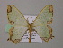  ( - BC ZSM Lep 57160)  @13 [ ] CreativeCommons - Attribution Non-Commercial Share-Alike (2011) Axel Hausmann/Bavarian State Collection of Zoology (ZSM) SNSB, Zoologische Staatssammlung Muenchen