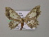  (Scopula AH01Bo - BC ZSM Lep 57174)  @12 [ ] CreativeCommons - Attribution Non-Commercial Share-Alike (2011) Axel Hausmann/Bavarian State Collection of Zoology (ZSM) SNSB, Zoologische Staatssammlung Muenchen