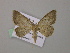  (Scopula AH02Bo - BC ZSM Lep 57178)  @12 [ ] CreativeCommons - Attribution Non-Commercial Share-Alike (2011) Axel Hausmann/Bavarian State Collection of Zoology (ZSM) SNSB, Zoologische Staatssammlung Muenchen