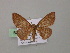  (Semaeopus AH01Bo - BC ZSM Lep 57179)  @12 [ ] CreativeCommons - Attribution Non-Commercial Share-Alike (2011) Axel Hausmann/Bavarian State Collection of Zoology (ZSM) SNSB, Zoologische Staatssammlung Muenchen