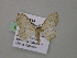  (Scopula AH03Bo - BC ZSM Lep 57181)  @12 [ ] CreativeCommons - Attribution Non-Commercial Share-Alike (2011) Axel Hausmann/Bavarian State Collection of Zoology (ZSM) SNSB, Zoologische Staatssammlung Muenchen