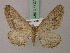  (Agriopis transbaikalica - BC ZSM Lep 57727)  @11 [ ] CreativeCommons - Attribution Non-Commercial Share-Alike (2011) Axel Hausmann/Bavarian State Collection of Zoology (ZSM) SNSB, Zoologische Staatssammlung Muenchen