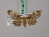  ( - BC ZSM Lep 57765)  @11 [ ] CreativeCommons - Attribution Non-Commercial Share-Alike (2011) Axel Hausmann/Bavarian State Collection of Zoology (ZSM) SNSB, Zoologische Staatssammlung Muenchen