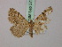  ( - BC ZSM Lep 57770)  @11 [ ] CreativeCommons - Attribution Non-Commercial Share-Alike (2011) Axel Hausmann/Bavarian State Collection of Zoology (ZSM) SNSB, Zoologische Staatssammlung Muenchen