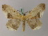  ( - BC ZSM Lep 57809)  @11 [ ] CreativeCommons - Attribution Non-Commercial Share-Alike (2011) Axel Hausmann/Bavarian State Collection of Zoology (ZSM) SNSB, Zoologische Staatssammlung Muenchen
