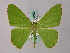  ( - BC ZSM Lep 58762)  @14 [ ] CreativeCommons - Attribution Non-Commercial Share-Alike (2011) Axel Hausmann/Bavarian State Collection of Zoology (ZSM) SNSB, Zoologische Staatssammlung Muenchen