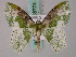  (Lophomachia semialba - BC ZSM Lep 58774)  @13 [ ] CreativeCommons - Attribution Non-Commercial Share-Alike (2011) Axel Hausmann/Bavarian State Collection of Zoology (ZSM) SNSB, Zoologische Staatssammlung Muenchen