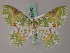  ( - BC ZSM Lep 58780)  @14 [ ] CreativeCommons - Attribution Non-Commercial Share-Alike (2011) Axel Hausmann/Bavarian State Collection of Zoology (ZSM) SNSB, Zoologische Staatssammlung Muenchen