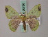  ( - BC ZSM Lep 58786)  @11 [ ] CreativeCommons - Attribution Non-Commercial Share-Alike (2011) Axel Hausmann/Bavarian State Collection of Zoology (ZSM) SNSB, Zoologische Staatssammlung Muenchen