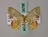  ( - BC ZSM Lep 58796)  @11 [ ] CreativeCommons - Attribution Non-Commercial Share-Alike (2011) Axel Hausmann/Bavarian State Collection of Zoology (ZSM) SNSB, Zoologische Staatssammlung Muenchen