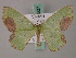  ( - BC ZSM Lep 58807)  @13 [ ] CreativeCommons - Attribution Non-Commercial Share-Alike (2011) Axel Hausmann/Bavarian State Collection of Zoology (ZSM) SNSB, Zoologische Staatssammlung Muenchen