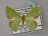  ( - BC ZSM Lep 58819)  @11 [ ] CreativeCommons - Attribution Non-Commercial Share-Alike (2011) Axel Hausmann/Bavarian State Collection of Zoology (ZSM) SNSB, Zoologische Staatssammlung Muenchen