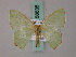  (Nemoria sellata - BC ZSM Lep 58835)  @13 [ ] CreativeCommons - Attribution Non-Commercial Share-Alike (2011) Axel Hausmann/Bavarian State Collection of Zoology (ZSM) SNSB, Zoologische Staatssammlung Muenchen