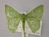  ( - BC ZSM Lep 58836)  @14 [ ] CreativeCommons - Attribution Non-Commercial Share-Alike (2011) Axel Hausmann/Bavarian State Collection of Zoology (ZSM) SNSB, Zoologische Staatssammlung Muenchen