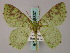  ( - BC ZSM Lep 58837)  @14 [ ] CreativeCommons - Attribution Non-Commercial Share-Alike (2011) Axel Hausmann/Bavarian State Collection of Zoology (ZSM) SNSB, Zoologische Staatssammlung Muenchen