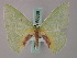  ( - BC ZSM Lep 58839)  @11 [ ] CreativeCommons - Attribution Non-Commercial Share-Alike (2011) Axel Hausmann/Bavarian State Collection of Zoology (ZSM) SNSB, Zoologische Staatssammlung Muenchen