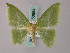  ( - BC ZSM Lep 58854)  @13 [ ] CreativeCommons - Attribution Non-Commercial Share-Alike (2011) Axel Hausmann/Bavarian State Collection of Zoology (ZSM) SNSB, Zoologische Staatssammlung Muenchen