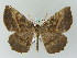  ( - BC ZSM Lep add 57719)  @11 [ ] CreativeCommons - Attribution Non-Commercial Share-Alike (2011) Axel Hausmann/Bavarian State Collection of Zoology (ZSM) SNSB, Zoologische Staatssammlung Muenchen