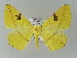  ( - BC ZSM Lep add 57740)  @11 [ ] CreativeCommons - Attribution Non-Commercial Share-Alike (2011) Axel Hausmann/Bavarian State Collection of Zoology (ZSM) SNSB, Zoologische Staatssammlung Muenchen