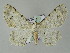  ( - BC ZSM Lep add 57750)  @13 [ ] CreativeCommons - Attribution Non-Commercial Share-Alike (2011) Axel Hausmann/Bavarian State Collection of Zoology (ZSM) SNSB, Zoologische Staatssammlung Muenchen