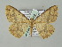  (Synegia AH01My - BC ZSM Lep add 57772)  @14 [ ] CreativeCommons - Attribution Non-Commercial Share-Alike (2011) Axel Hausmann/Bavarian State Collection of Zoology (ZSM) SNSB, Zoologische Staatssammlung Muenchen