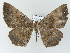  ( - BC ZSM Lep add 57795)  @12 [ ] CreativeCommons - Attribution Non-Commercial Share-Alike (2011) Axel Hausmann/Bavarian State Collection of Zoology (ZSM) SNSB, Zoologische Staatssammlung Muenchen