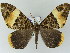  (Xandrames - BC ZSM Lep add 57804)  @15 [ ] CreativeCommons - Attribution Non-Commercial Share-Alike (2011) Axel Hausmann/Bavarian State Collection of Zoology (ZSM) SNSB, Zoologische Staatssammlung Muenchen