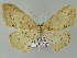  (Craspediopsis AH01My - BC ZSM Lep add 57811)  @13 [ ] CreativeCommons - Attribution Non-Commercial Share-Alike (2011) Axel Hausmann/Bavarian State Collection of Zoology (ZSM) SNSB, Zoologische Staatssammlung Muenchen