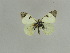  ( - BC Back 0034)  @11 [ ] Copyright (2011) Axel Hausmann/Bavarian State Collection of Zoology (ZSM) SNSB, Zoologische Staatssammlung Muenchen
