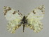  (Euchloe ausoniaWB02 - BC Back 0053)  @11 [ ] Copyright (2011) Axel Hausmann/Bavarian State Collection of Zoology (ZSM) SNSB, Zoologische Staatssammlung Muenchen