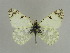  ( - BC Back 0056)  @11 [ ] Copyright (2011) Axel Hausmann/Bavarian State Collection of Zoology (ZSM) SNSB, Zoologische Staatssammlung Muenchen