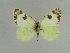  ( - BC Back 0068)  @11 [ ] Copyright (2011) Axel Hausmann/Bavarian State Collection of Zoology (ZSM) SNSB, Zoologische Staatssammlung Muenchen