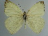  ( - BC Back 0088)  @12 [ ] Copyright (2011) Axel Hausmann/Bavarian State Collection of Zoology (ZSM) SNSB, Zoologische Staatssammlung Muenchen