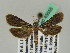  ( - BC ZSM Lep 45655)  @12 [ ] CreativeCommons - Attribution Non-Commercial Share-Alike (2011) Axel Hausmann/Bavarian State Collection of Zoology (ZSM) SNSB, Zoologische Staatssammlung Muenchen