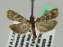  ( - BC ZSM Lep 45663)  @13 [ ] CreativeCommons - Attribution Non-Commercial Share-Alike (2011) Axel Hausmann/Bavarian State Collection of Zoology (ZSM) SNSB, Zoologische Staatssammlung Muenchen