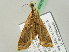  ( - BC ZSM Lep 45676)  @13 [ ] CreativeCommons - Attribution Non-Commercial Share-Alike (2011) Axel Hausmann/Bavarian State Collection of Zoology (ZSM) SNSB, Zoologische Staatssammlung Muenchen