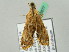  ( - BC ZSM Lep 45677)  @13 [ ] CreativeCommons - Attribution Non-Commercial Share-Alike (2011) Axel Hausmann/Bavarian State Collection of Zoology (ZSM) SNSB, Zoologische Staatssammlung Muenchen