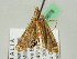  ( - BC ZSM Lep 45678)  @13 [ ] CreativeCommons - Attribution Non-Commercial Share-Alike (2011) Axel Hausmann/Bavarian State Collection of Zoology (ZSM) SNSB, Zoologische Staatssammlung Muenchen