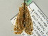  ( - BC ZSM Lep 45681)  @11 [ ] CreativeCommons - Attribution Non-Commercial Share-Alike (2011) Axel Hausmann/Bavarian State Collection of Zoology (ZSM) SNSB, Zoologische Staatssammlung Muenchen