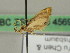  ( - BC ZSM Lep 45692)  @12 [ ] CreativeCommons - Attribution Non-Commercial Share-Alike (2011) Axel Hausmann/Bavarian State Collection of Zoology (ZSM) SNSB, Zoologische Staatssammlung Muenchen