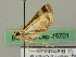  ( - BC ZSM Lep 45701)  @12 [ ] CreativeCommons - Attribution Non-Commercial Share-Alike (2011) Axel Hausmann/Bavarian State Collection of Zoology (ZSM) SNSB, Zoologische Staatssammlung Muenchen
