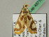  ( - BC ZSM Lep 45714)  @13 [ ] CreativeCommons - Attribution Non-Commercial Share-Alike (2011) Axel Hausmann/Bavarian State Collection of Zoology (ZSM) SNSB, Zoologische Staatssammlung Muenchen